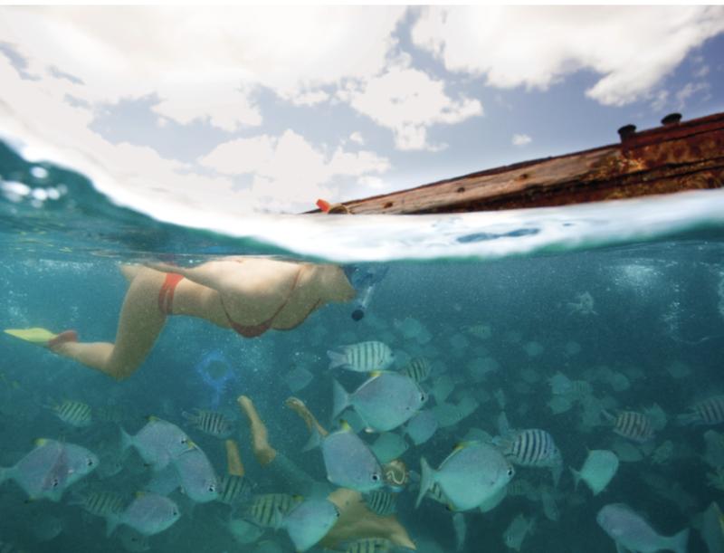 Tangalooma Snorkel the Wrecks Day Cruise with Bus Transfers from Gold Coast
